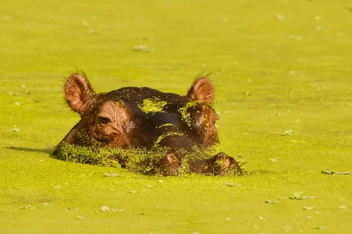 Hippo in pond, covered in vegetation