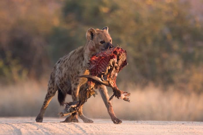 Spotted hyena with bushbuck carcass