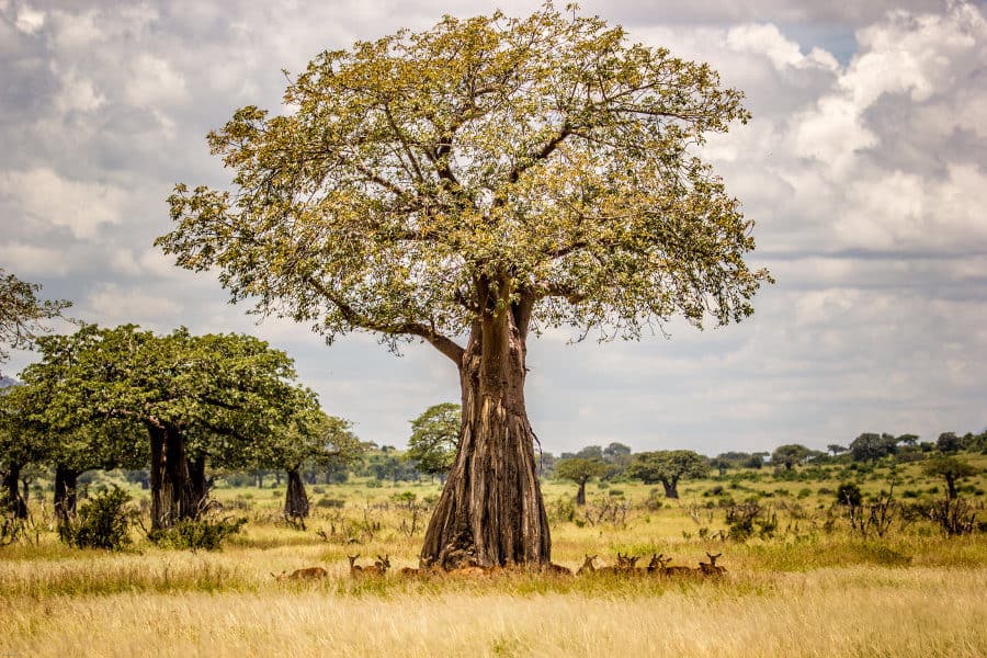 Majestic baobab tree shading a herd of impala in Ruaha