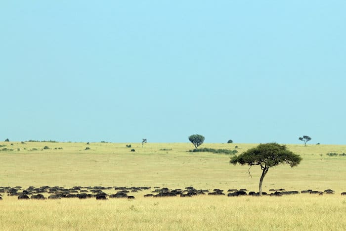 Large herd of buffalo on the savannah in the Masai Mara