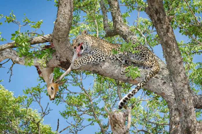 Leopard feeding on a duiker in a tree
