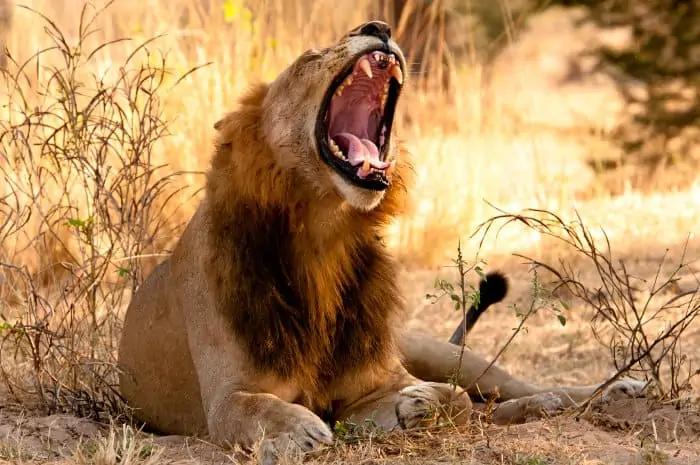 Male lion yawning in Ruaha National Park, Tanzania