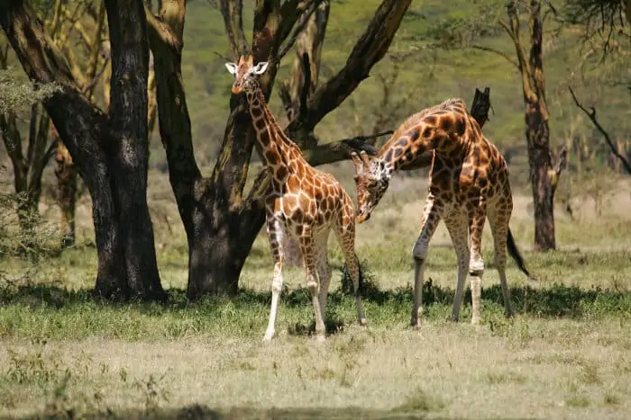 Male Rothschild's giraffe scenting a female to determine if she's ready to mate