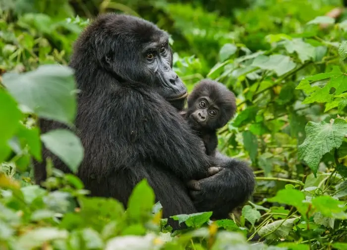 Female mountain gorilla holding her baby, in Bwindi