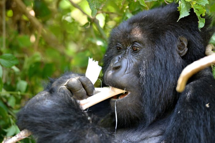 A member of the Amahoro mountain gorilla family eating bamboo
