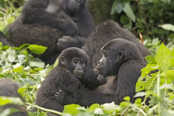 Mountain gorilla troop in Bwindi Impenetrable Forest