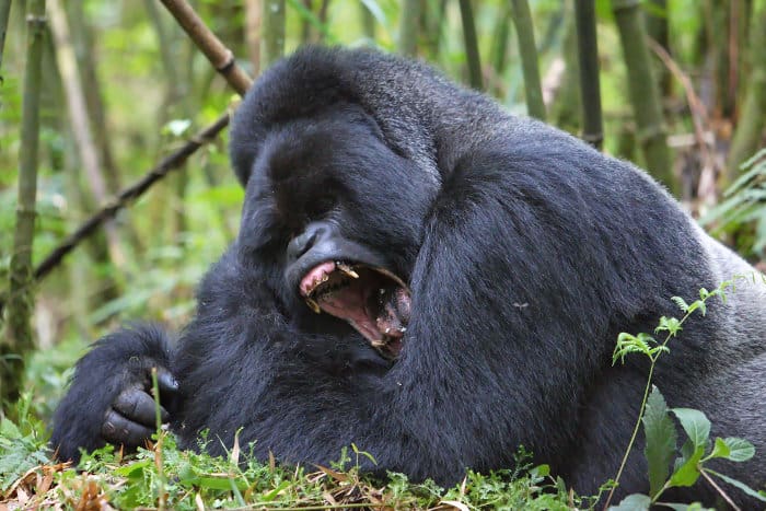 Silverback mountain gorilla yawning