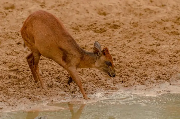 Red duiker having a late afternoon drink