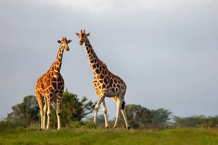 Reticulated giraffes in Kenya
