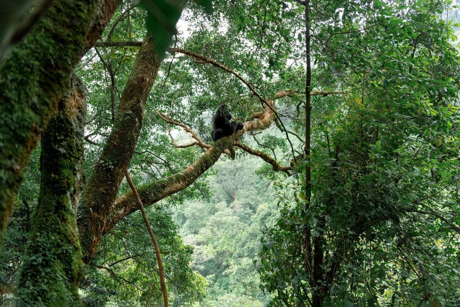 Silverback gorilla sitting in a tree in Bwindi Impenetrable Forest