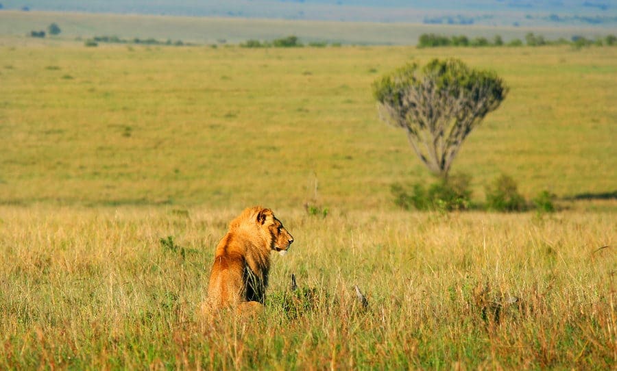 Sub-adult male lion surveys the area in the Masai Mara