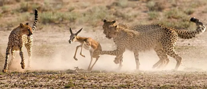 Death is near as a poor springbok gets trapped by 3 hungry cheetahs