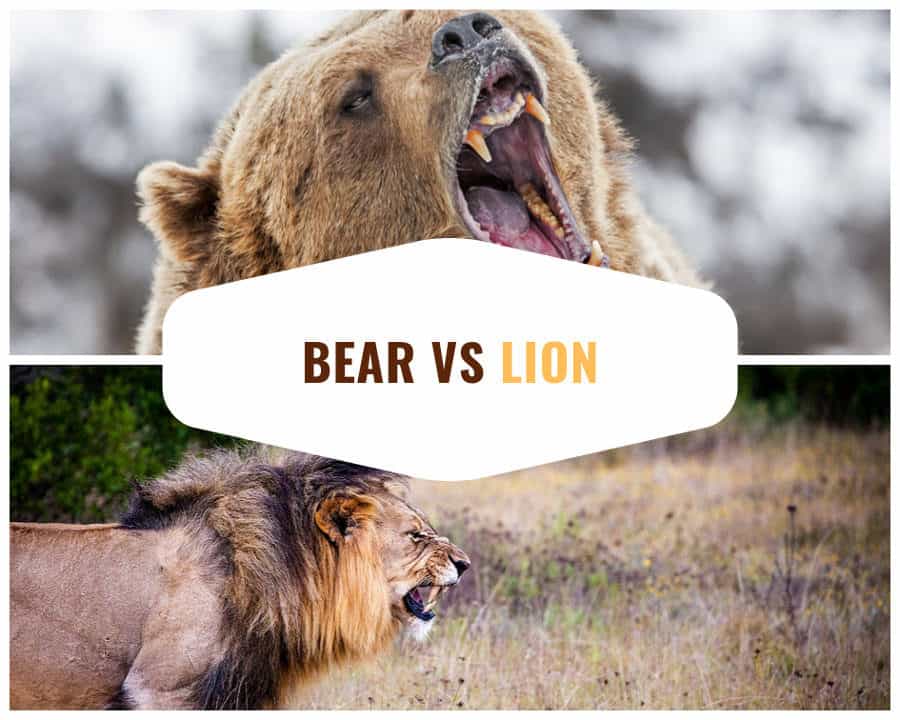 Bear vs Lion - Who Would Win?