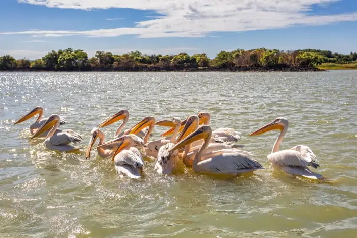 Great White Pelicans on Lake Tana, Ethiopia