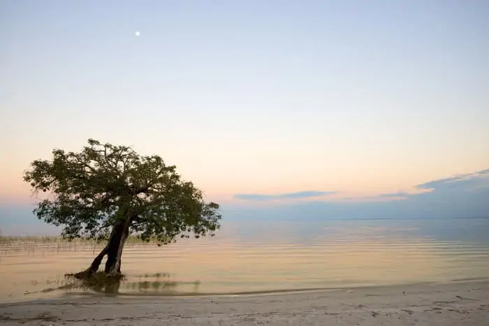 Lone tree in water, Lake Bangweulu, Zambia