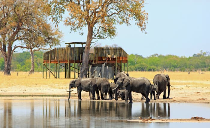Small herd of elephants stands on the edge of Madison Pan, with treehouse in the background, Hwange National Park