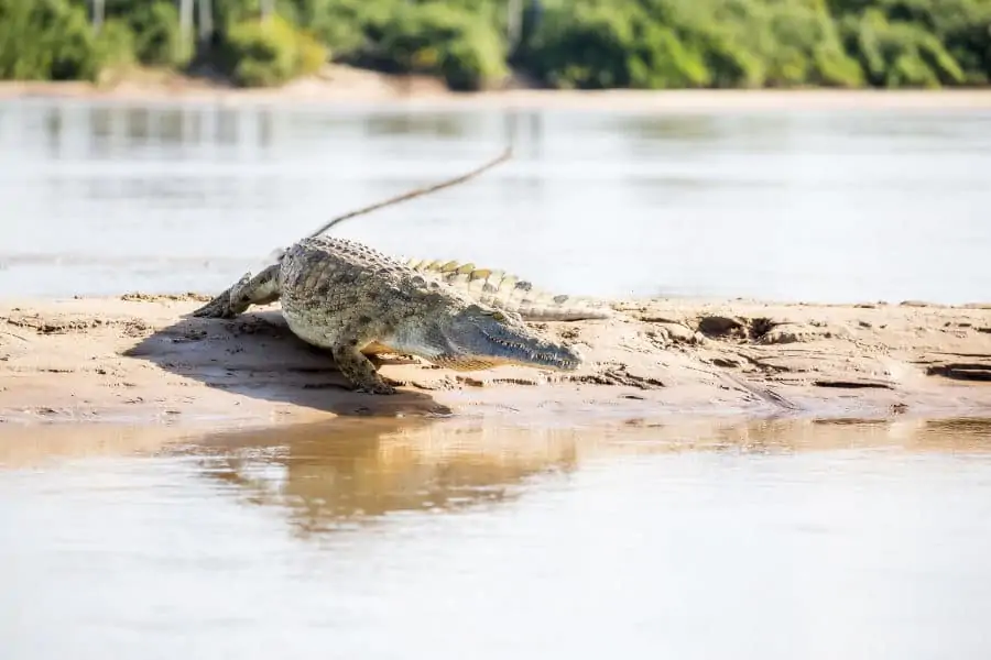 Nile crocodile runs for water