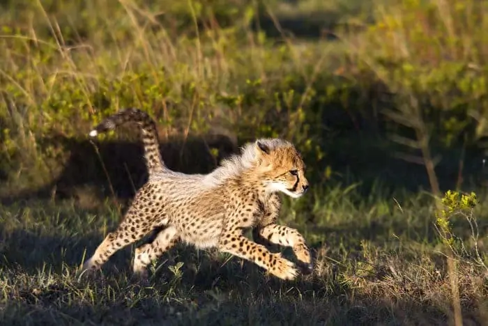 Baby cheetah running at full speed