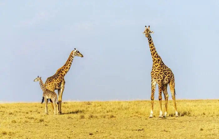 Mom and dad giraffe with their calf on the African savanna