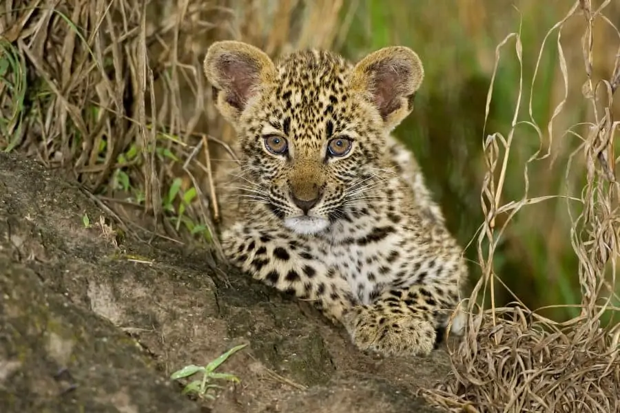 Baby leopard portrait