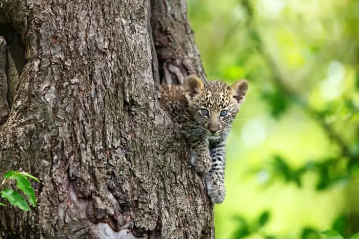Baby leopard sticking out of a tree in the Masai Mara, Kenya