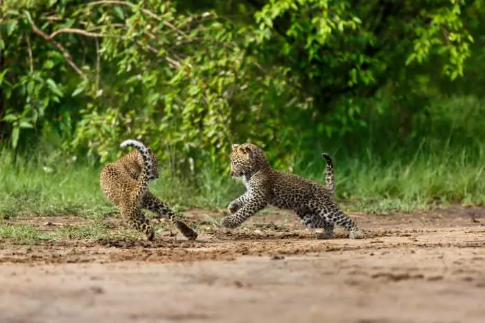 Leopard cubs playing, Masai Mara
