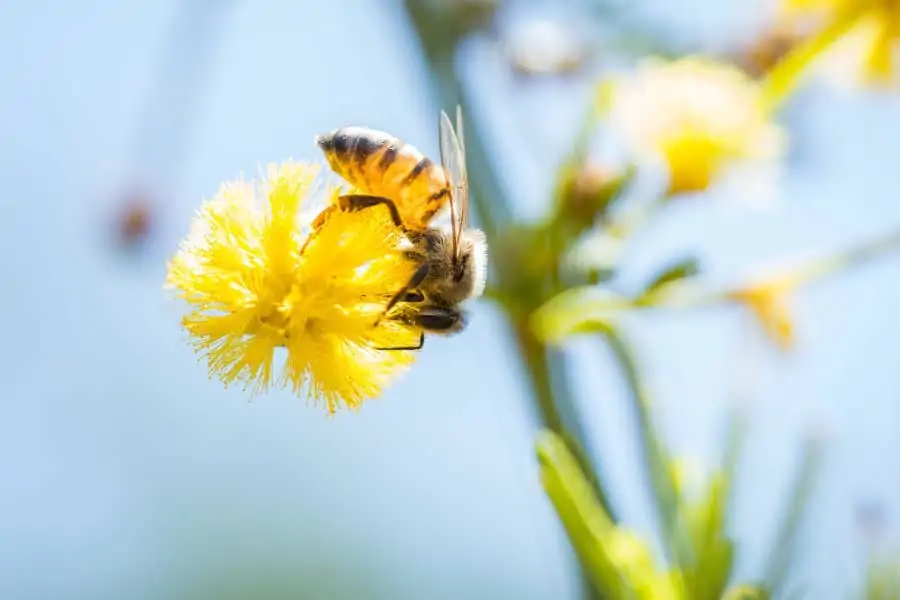 Honey bee on Acacia flower
