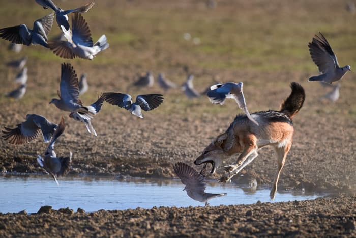 Black-backed jackal trying to catch a dove at a waterhole