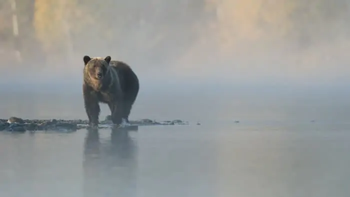 Brown bear on a foggy day
