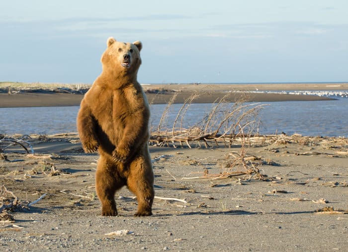 Curious brown bear stands on its hind legs, Lake Clark National Park