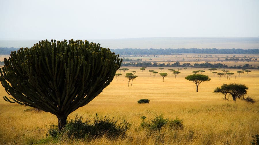 Lone Euphorbia ingens on an early morning safari in the Kenyan savanna