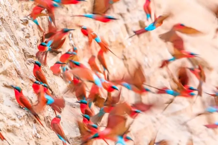 Ballet of carmine bee-eaters along the banks of the Luangwa River