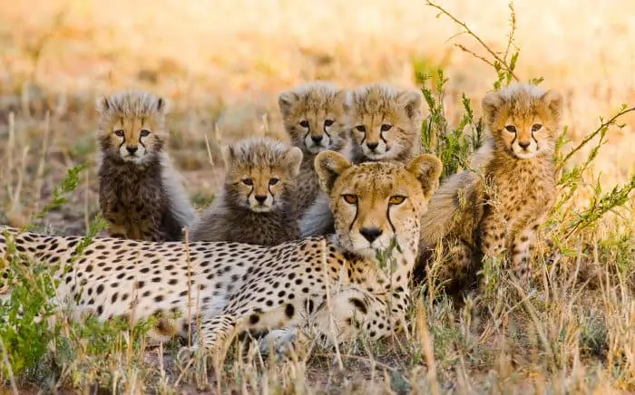 Mum cheetah and her five cubs pose for a family portrait