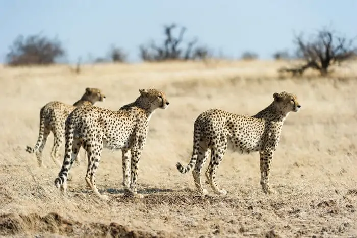 A coalition of three cheetah brothers, hunting together in Mashatu Game Reserve