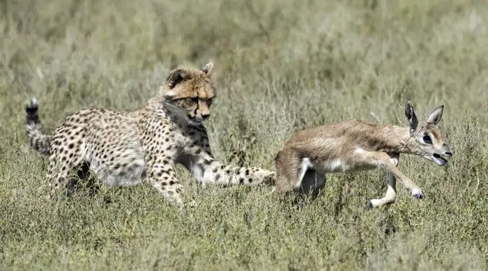 Cheetah cub learning to hunt, in this case with a baby Thomson's gazelle
