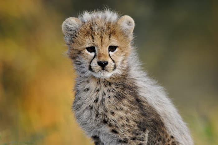 The Complete Baby Cheetah Story - From Birth to Predator