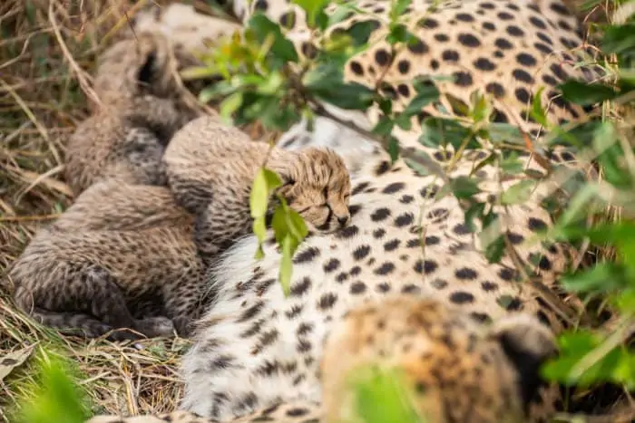 Litter of four cheetah cubs in the wild, Masai Mara