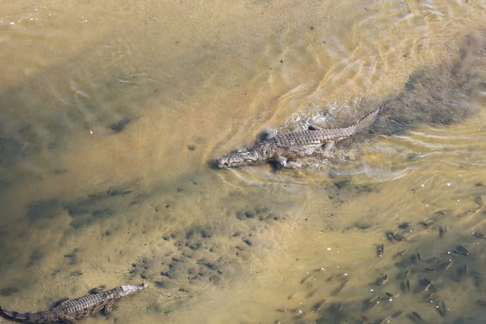 Crocodile walking through shallow water, leaving a murky trail behind 