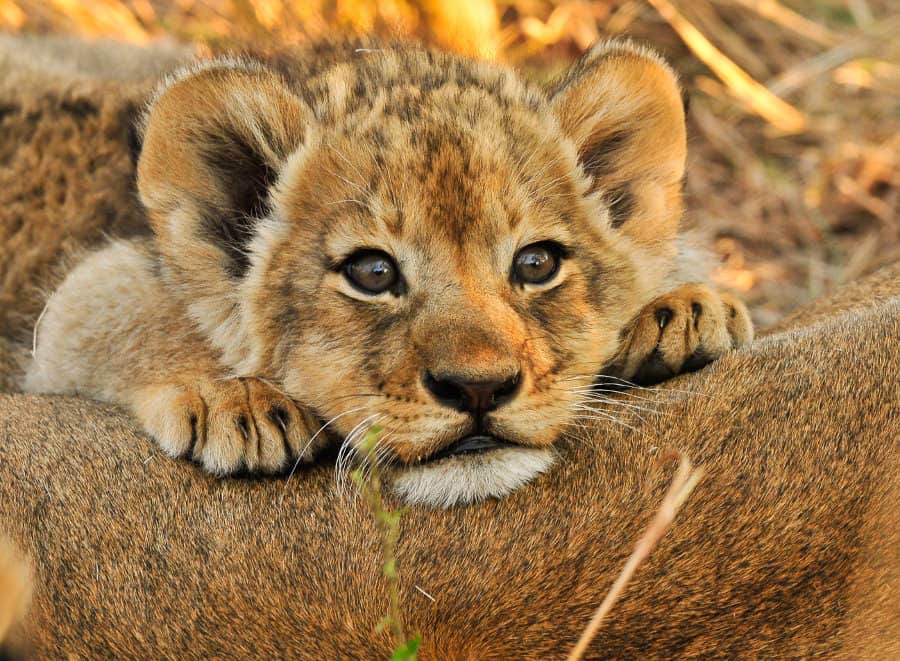 Cute lion cub resting on his mom