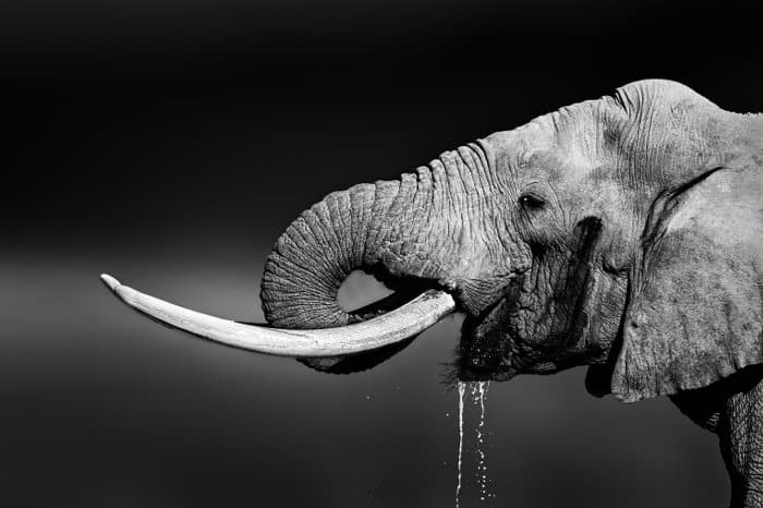 Big bull elephant with large tusks drinks from a local waterhole in Addo