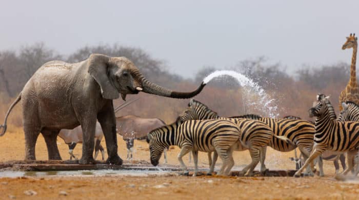 Cheeky African elephant spraying zebras at a waterhole