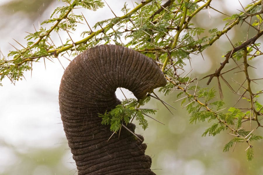 Close-up of an elephant trunk, grabbing leaves from a fever tree