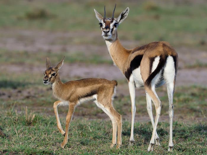 Impala - The Facts Behind an African Animal Beauty