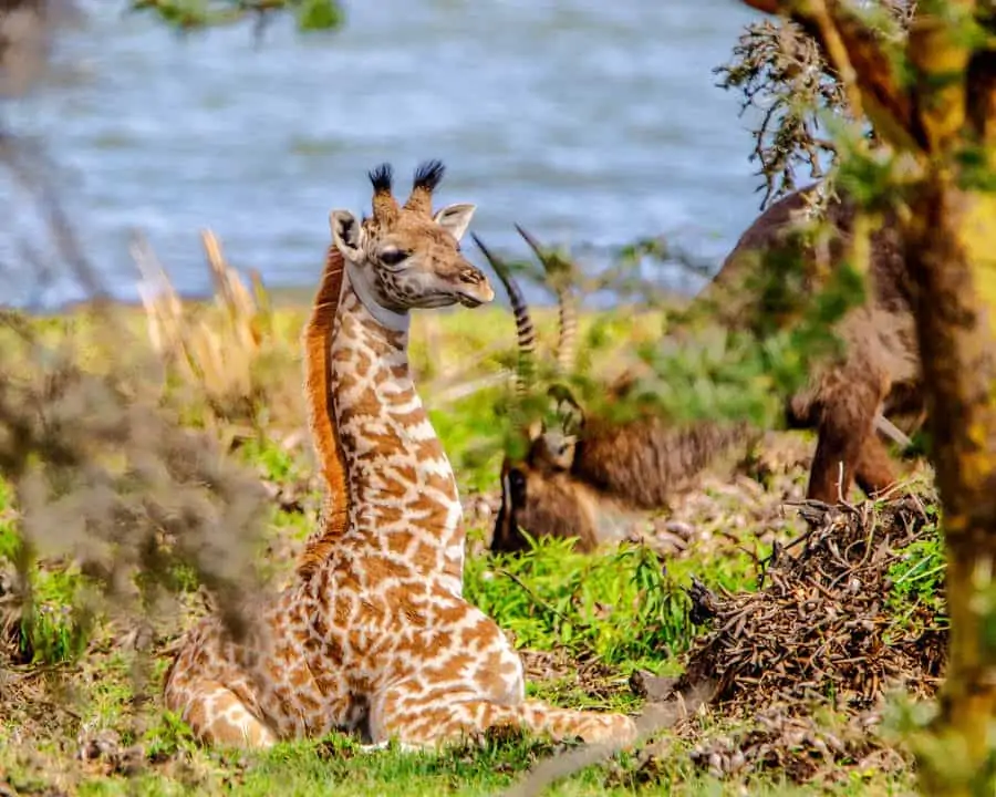 Two week old baby giraffe makes friends with a waterbuck, Lake Naivasha