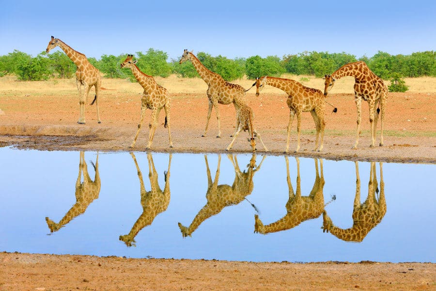 Giraffe reflection in Etosha National Park, Namibia