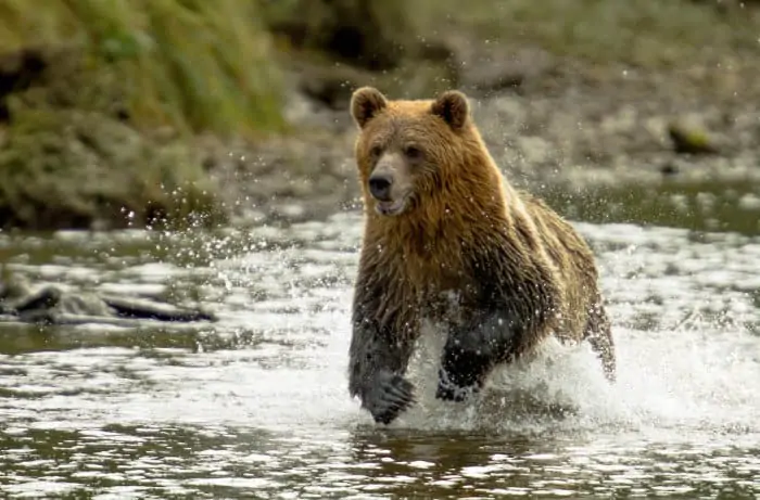 Grizzly bear running in Knight Inlet, British Columbia