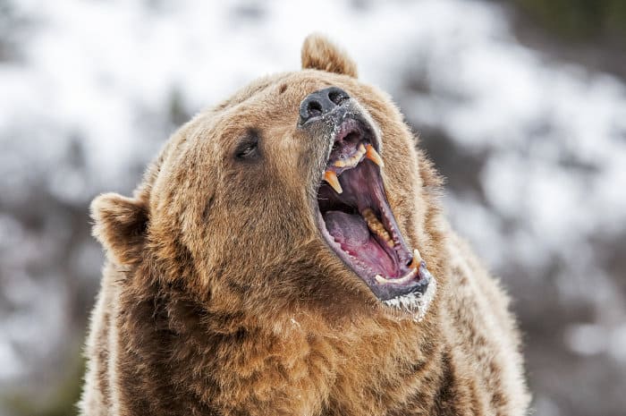Grizzly bear roaring as a warning