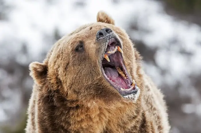 Grizzly bear roaring as a warning