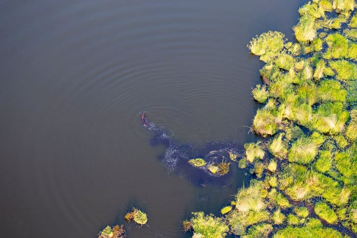 Aerial view of a hippo in the Okavango