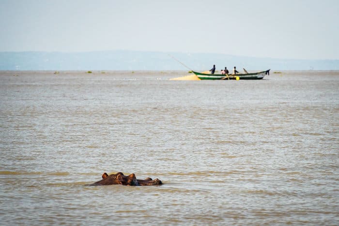 Hippo in Lake Victoria, with fishing boat in the background